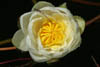 waterlily