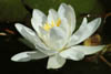 Waterlily