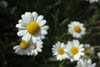 Daisies