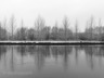 trees